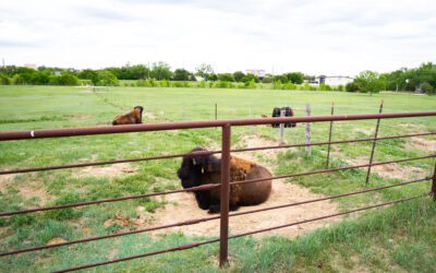 Frontier Park and Bison Herd